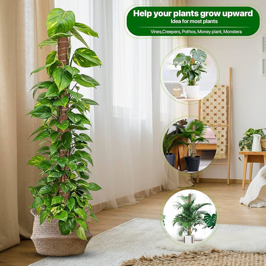 moss stick　sw58 moss stick sw58 Amazon.com : 60 Inch Moss Pole for Plants